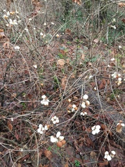 Symphoricarpos albus