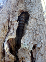 Oplurus cyclurus