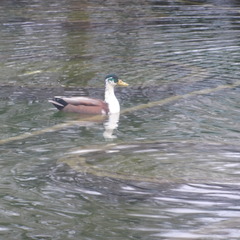 Anas platyrhynchos domesticus