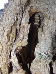Oplurus cyclurus