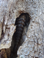 Oplurus cyclurus