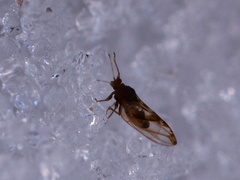 Phylloplecta tripunctata