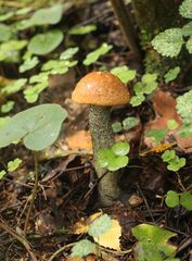 Leccinum