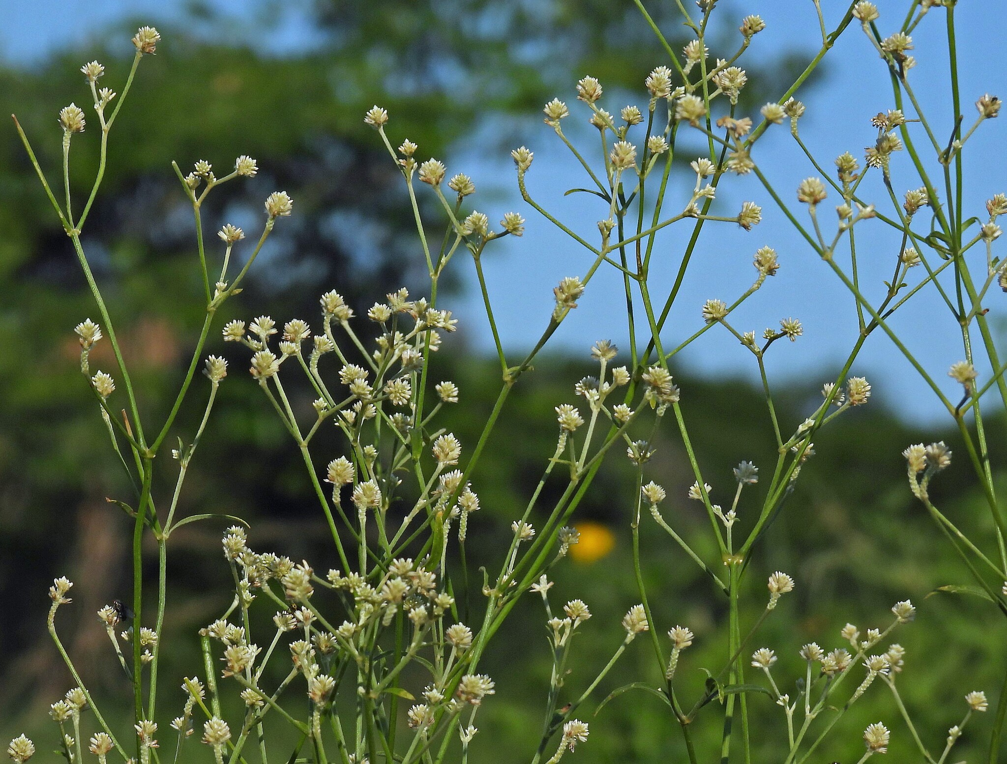 Pfaffia Glomerata (Pfaffia glomerata)