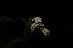 Tournefortia mutabilis