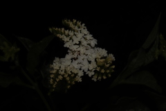 Tournefortia mutabilis