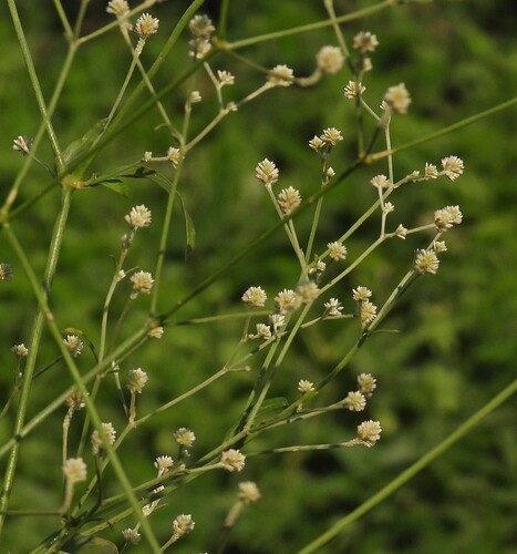 Pfaffia glomerata, photograph 2