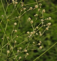 author not stated, no rights reserved Pfaffia glomerata, photograph author not stated, no rights reserved