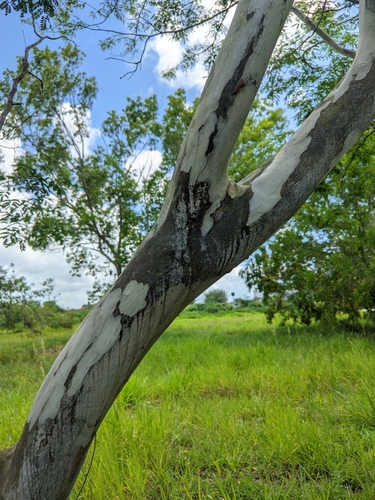 Libidibia ferrea
