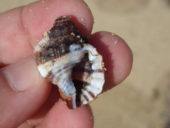Bursidae