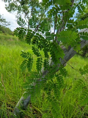 Libidibia ferrea
