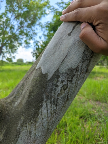 Libidibia ferrea