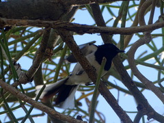 Copsychus albospecularis