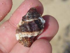Bursidae