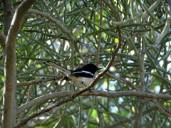 Copsychus albospecularis