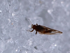 Phylloplecta tripunctata