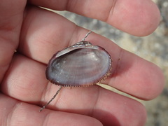 Barbatia domingensis