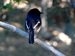 Copsychus albospecularis