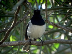 Copsychus albospecularis