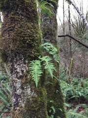 Polypodium glycyrrhiza