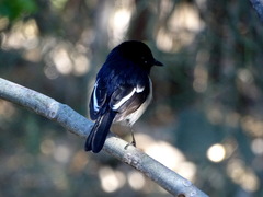 Copsychus albospecularis