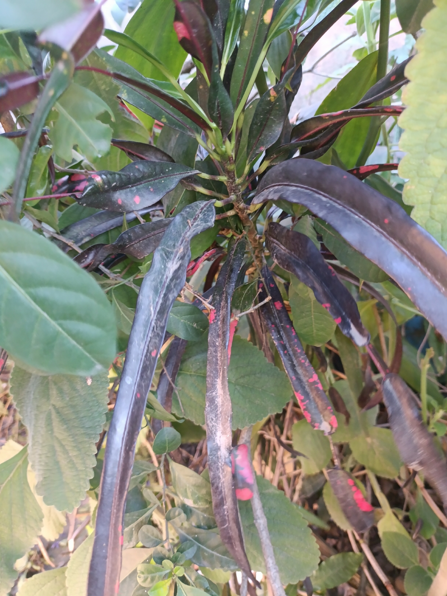 Codiaeum variegatum