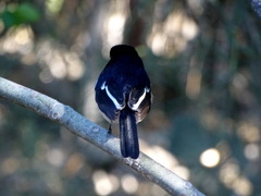 Copsychus albospecularis