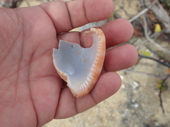 Cypraecassis testiculus