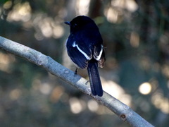 Copsychus albospecularis