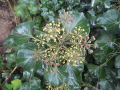 Hedera helix