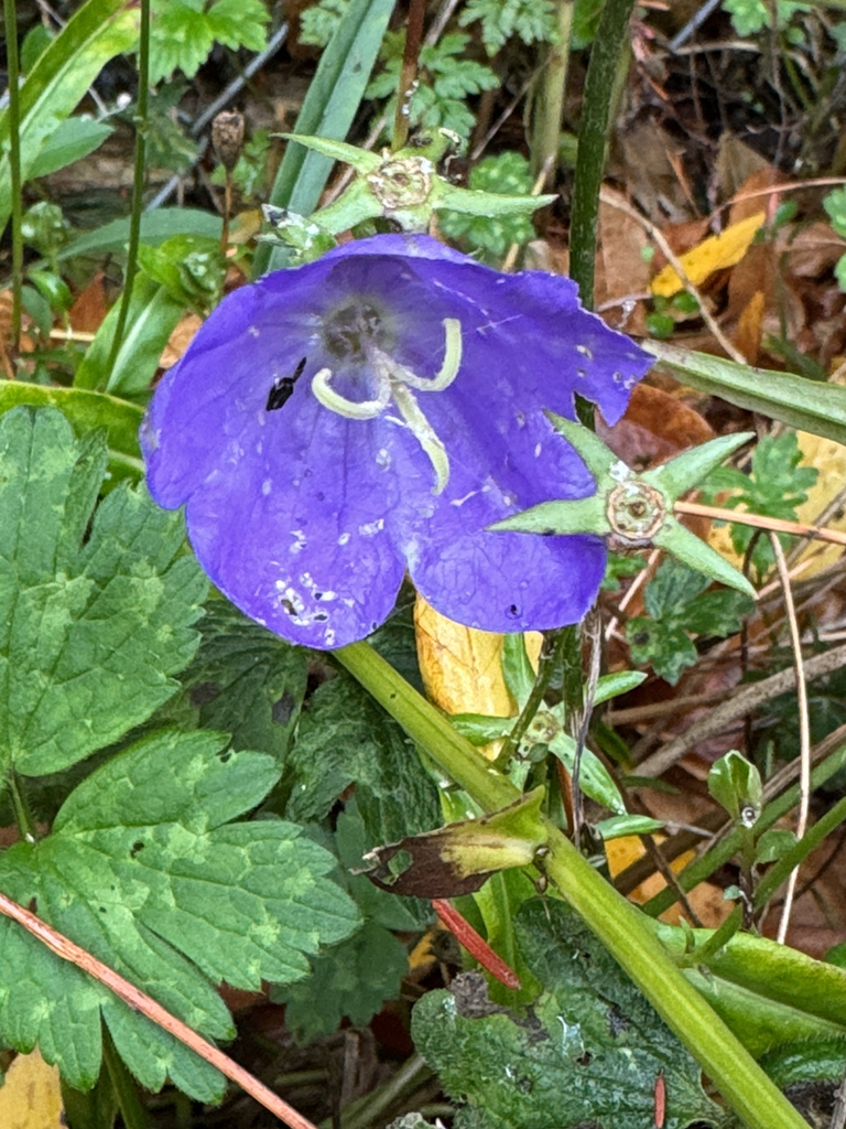 Campanula persicifolia