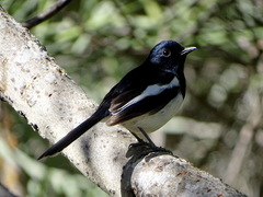 Copsychus albospecularis