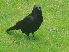 Corvus corone