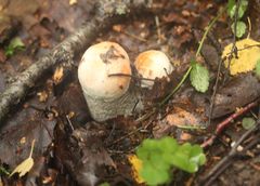 Leccinum