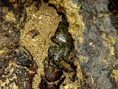 Metopograpsus quadridentatus