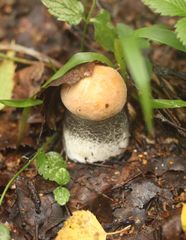 Leccinum