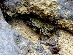 Metopograpsus quadridentatus