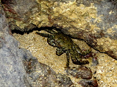 Metopograpsus quadridentatus