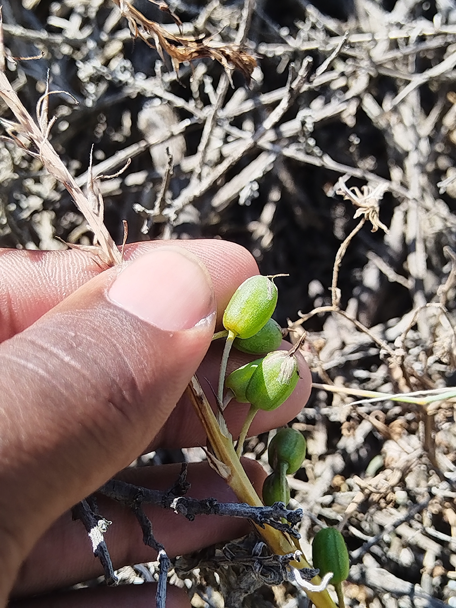 Common Capespinach (Trachyandra ciliata)