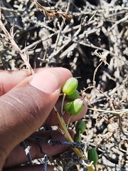 Common Capespinach (Trachyandra ciliata)