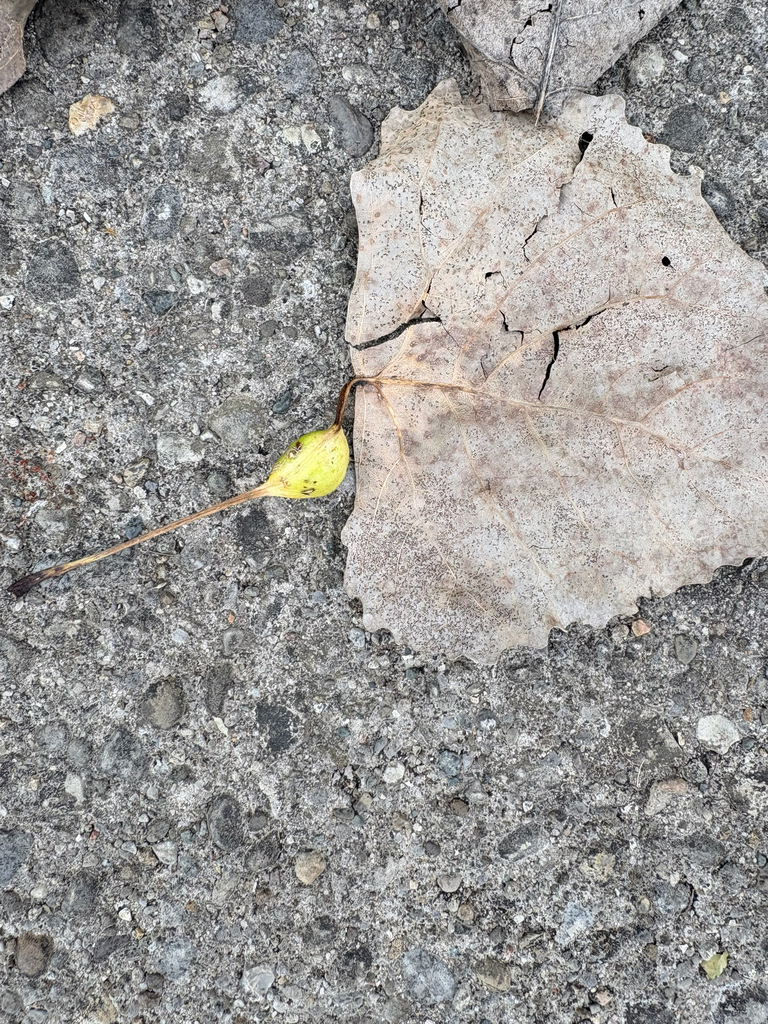 poplar petiolegall aphid