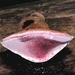 玫瑰紅層孔菌 - Photo 由 Kim Potapov 所上傳的 (c) Kim Potapov，保留部份權利CC BY-NC-SA