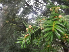 Taxus baccata