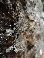 Sphaerophorus fragilis