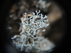 Sphaerophorus fragilis