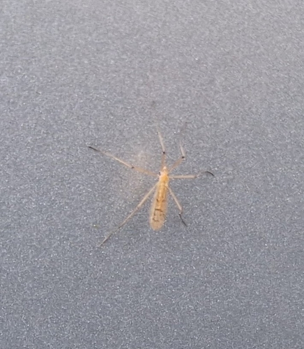 Unknown species found near Byron Township, MI, USA