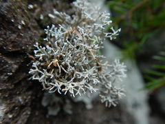 Sphaerophorus fragilis