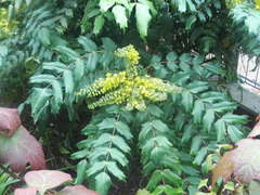 Berberis × hortensis