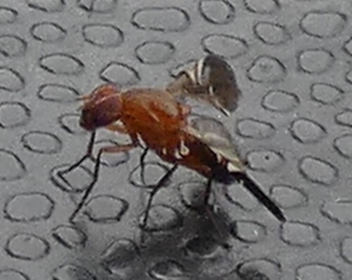 Unknown species found near MFV,PH - St. Nicholas, Jacksonville, FL 32207, USA