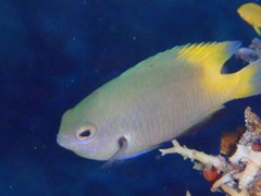 Pomacentrus nigromanus